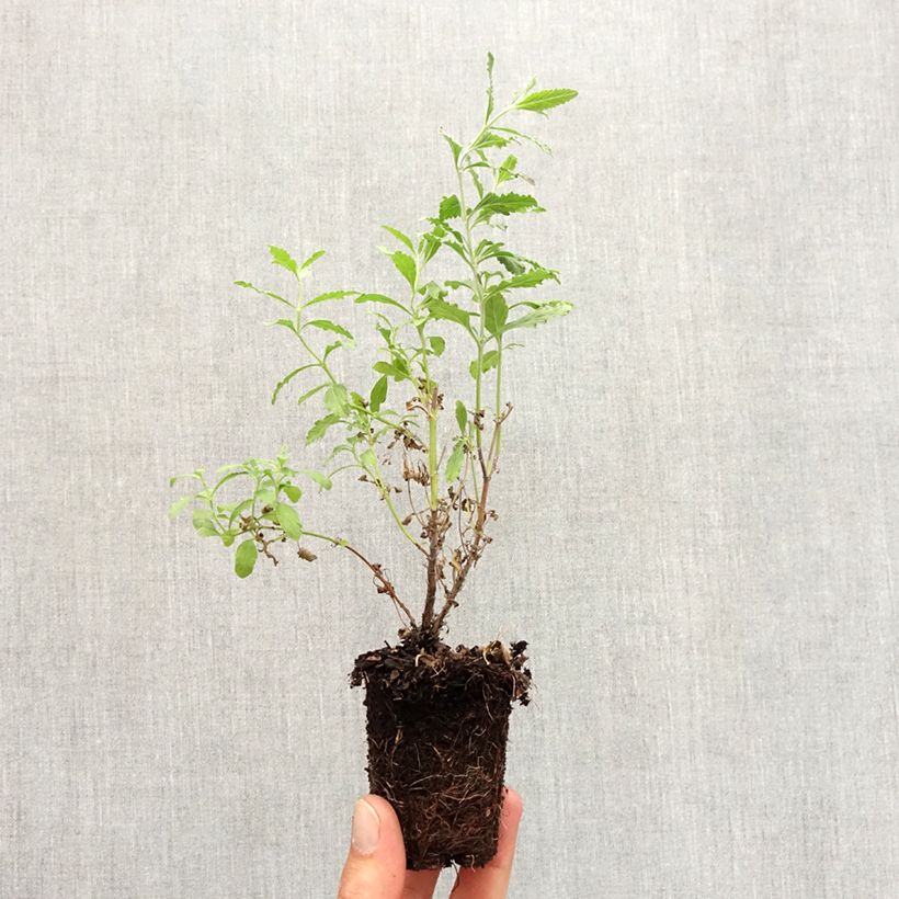 Example of Perovskia Blue Steel - Russische salie Wortelkluit van 5 cm x 7 cm as you get in automne