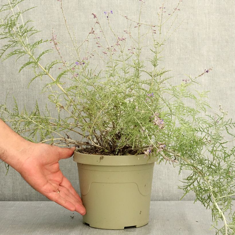 Exemplaar van Perovskia atriplicifolia Feathery Blue - Siersalie Pot van 3 l/4 l zoals geleverd in de zomer