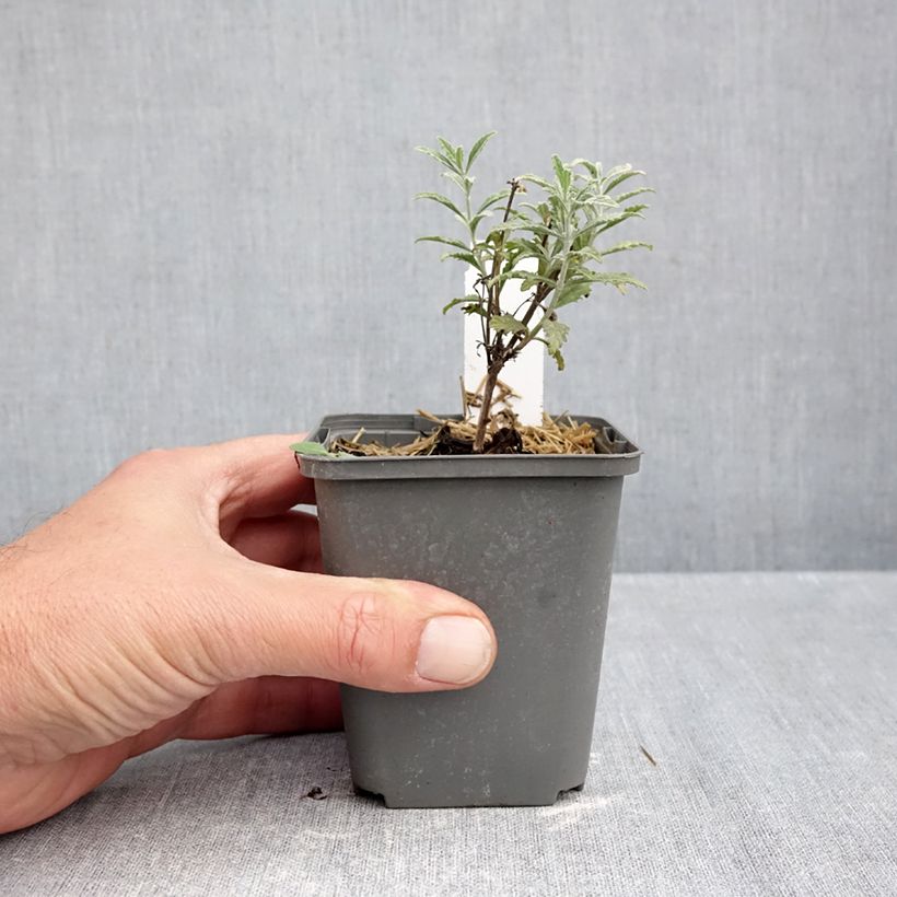 Example of Perovskia atriplicifolia Prime time - Sauge d'Afghanistan Kweekpotje van 7/8 cm as you get in automne