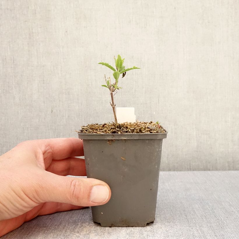 Exemplaar van Perovskia atriplicifolia Prime time - Russische salie Kweekpotje van 7/8 cm zoals geleverd in de lente