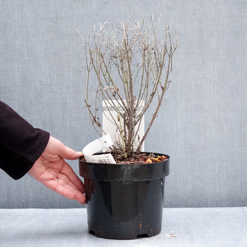 Example of Perovskia atriplicifolia Prime time - Sauge d'Afghanistan Pot van 3 l/4 l as you get in hiver