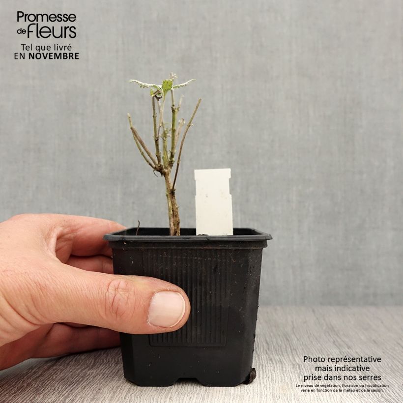 Exemplaar van Perovskia Silvery Blue - Russische salie Kweekpotje van 8/9 cm zoals geleverd in de herfst