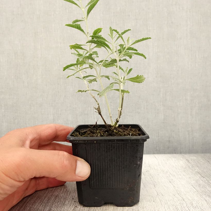 Exemplaar van Perovskia Silvery Blue - Russische salie Kweekpotje van 8/9 cm zoals geleverd in de zomer