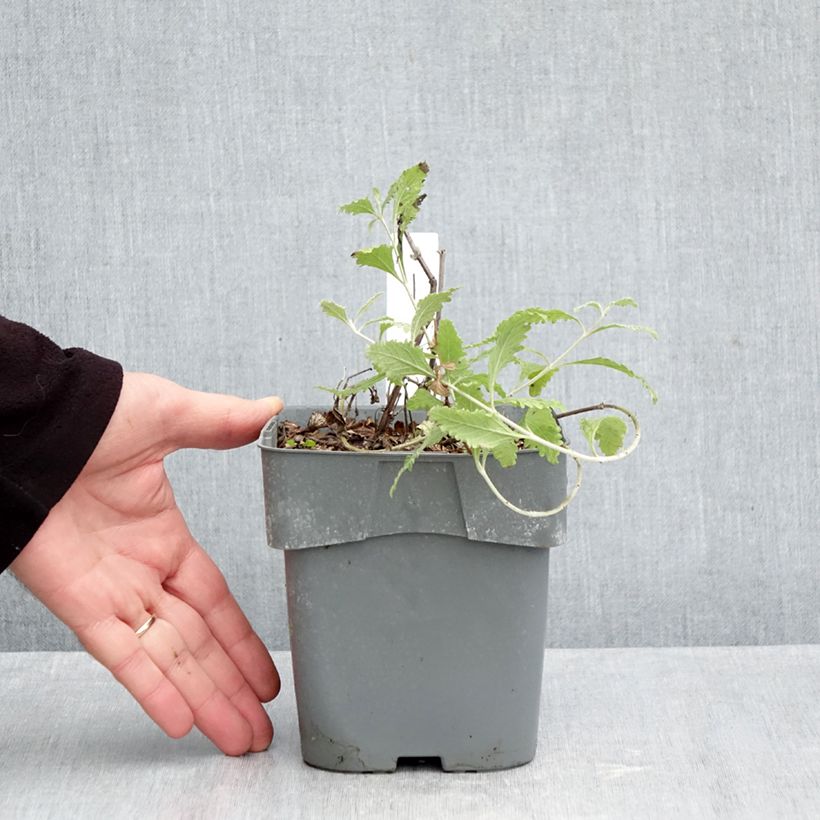 Exemplaar van Perovskia Silvery Blue - Russische salie Pot van 1,5 l/2 l zoals geleverd in de herfst