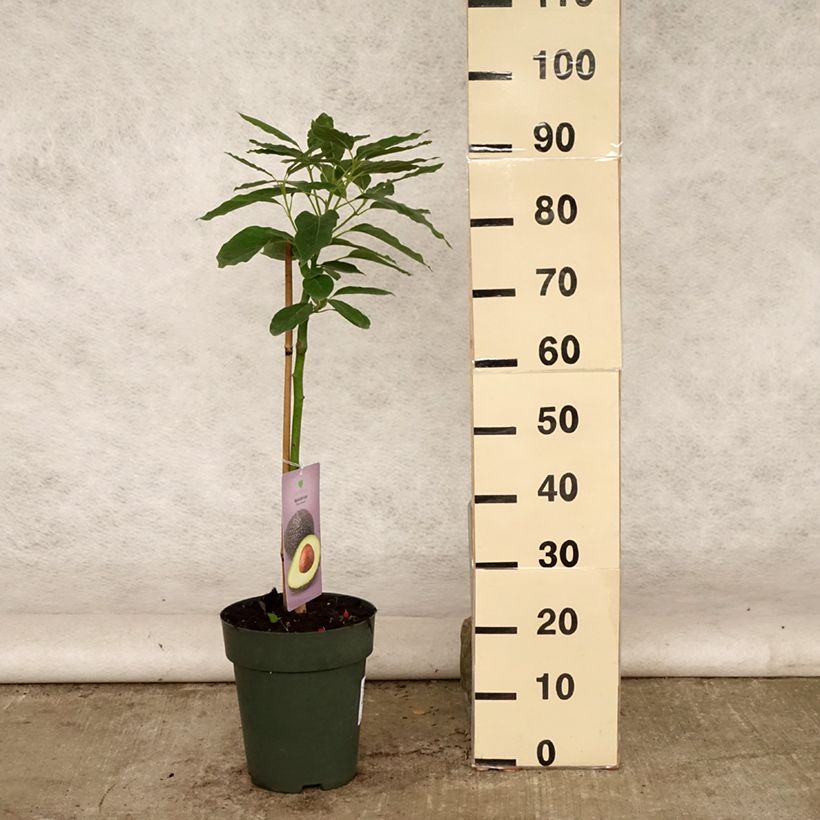 Exemplaar van Avocadonoom Hass Pot van 6 l/7 l zoals geleverd in de zomer