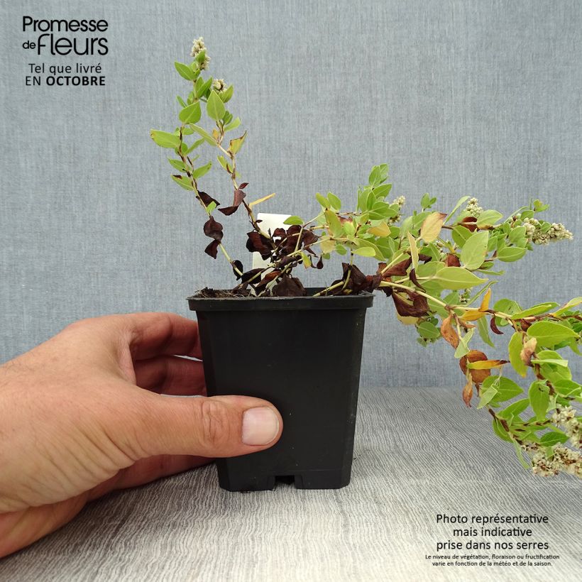 Exemplaar van Aconogonon tortuosum var. glabrifolium - Duizendknoop Kweekpotje van 8/9 cm zoals geleverd in de herfst