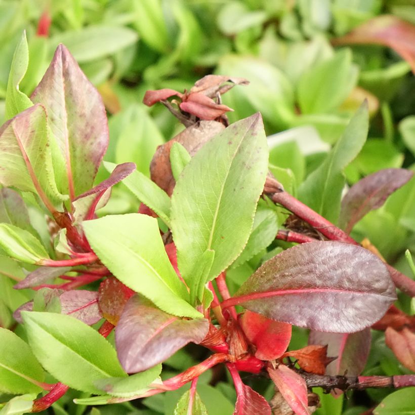 Persicaria affinis Superba - Kruipduizendknoop (Blad)