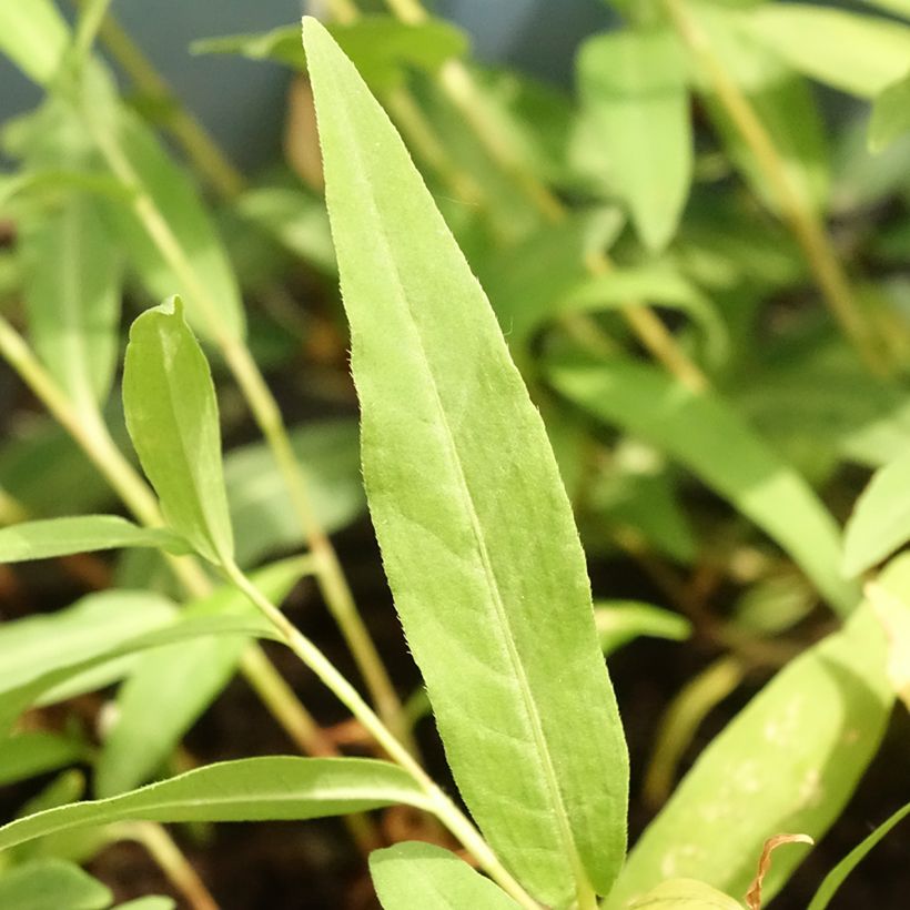 Persicaria amphibia - Veenwortel (Blad)