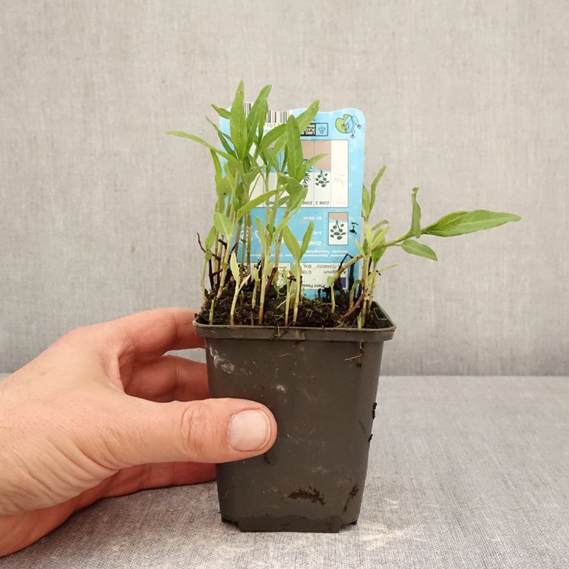 Exemplaar van Persicaria amphibia - Veenwortel Kweekpotje van 8/9 cm zoals geleverd in de lente