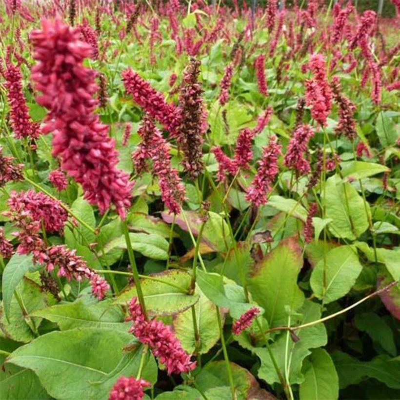 Persicaria amplexicaulis - Duizendknoop (Foliage)