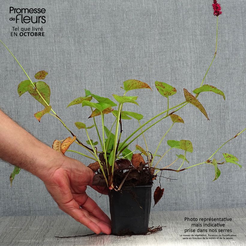 Exemplaar van Persicaria amplexicaulis Speciosa - Duizendknoop Kweekpotje van 8/9 cm zoals geleverd in de herfst
