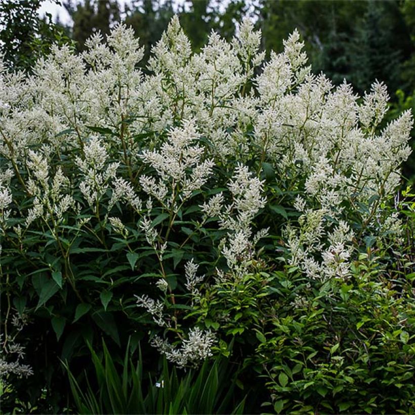 Persicaria polymorpha - Duizendknoop (Plant habit)