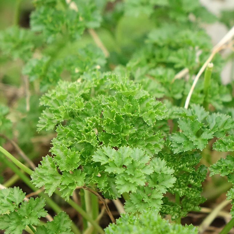 Donkergroene  krulpeterselie BIO (jonge planten) (Blad)