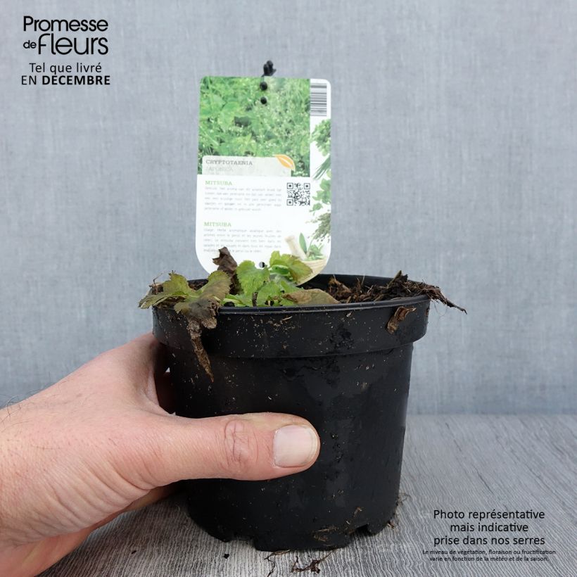 Exemplaar van Persil japonais - Cryptotaenia japonica Pot de 1,5L/2L zoals geleverd in de herfst