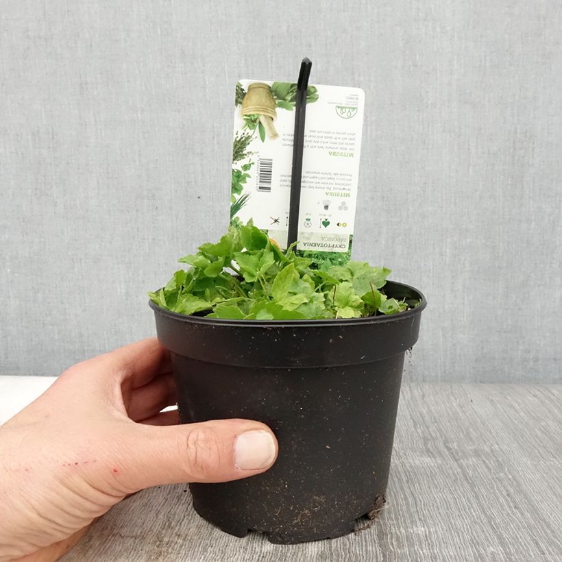 Exemplaar van Japanse peterselie - Cryptotaenia japonica Pot van 1,5 l/2 l zoals geleverd in de lente