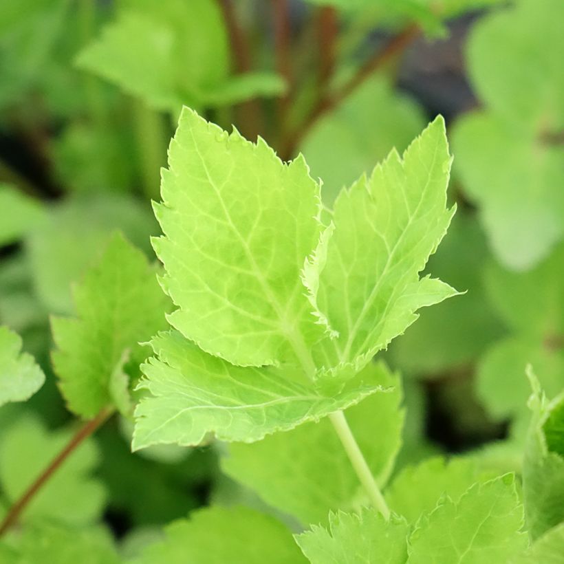 Japanse peterselie - Cryptotaenia japonica (Blad)