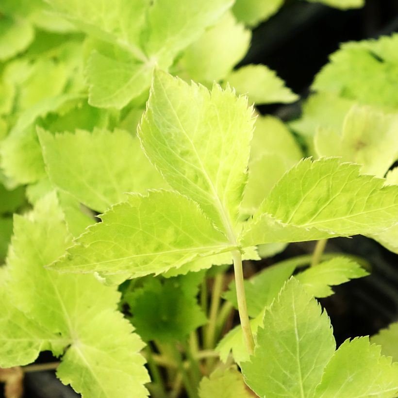 Japanse peterselie BIO - Cryptotaenia japonica (Blad)