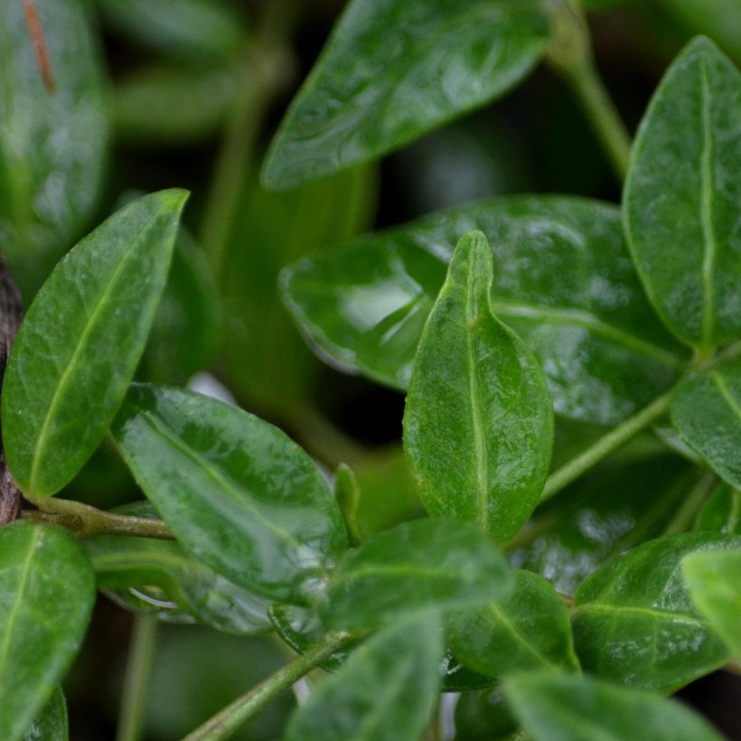Vinca minor Marie - Kleine maagdenpalm (Foliage)