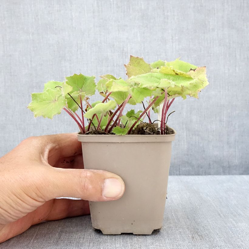 Exemplaar van Petasites albus - Wit hoefblad Kweekpotje van 8/9 cm zoals geleverd in de zomer