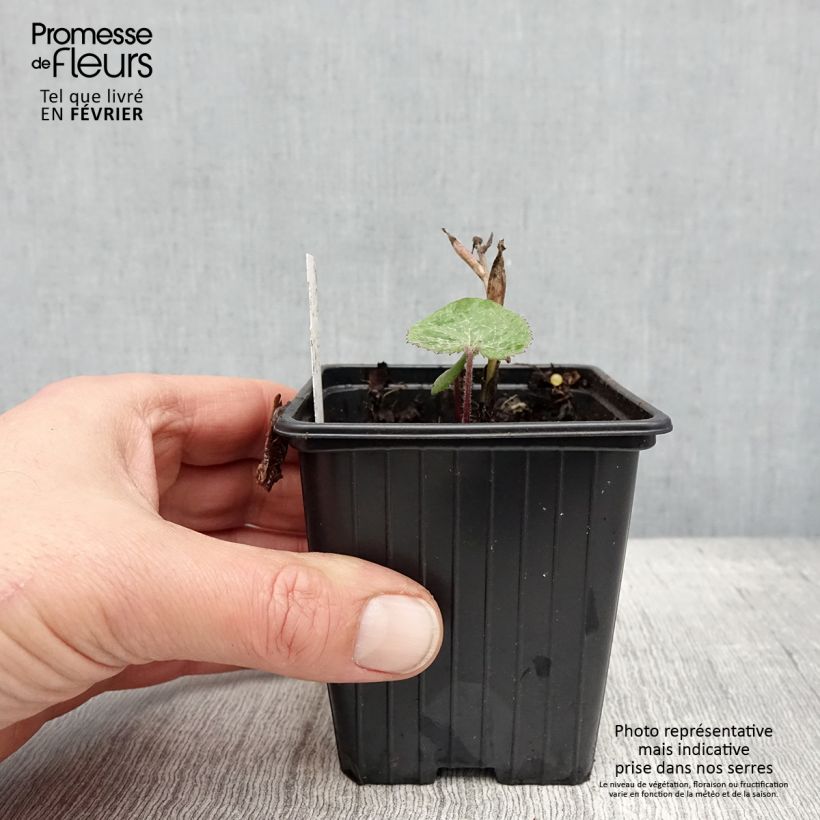 Example of Petasites fragrans - Héliotrope d'hiver Kweekpotje van 8/9 cm as you get in hiver