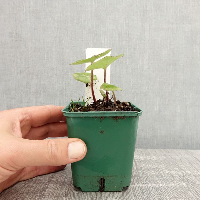 Exemplaar van Petasites fragrans - Winterheliotroop Kweekpotje van 8/9 cm zoals geleverd in de lente