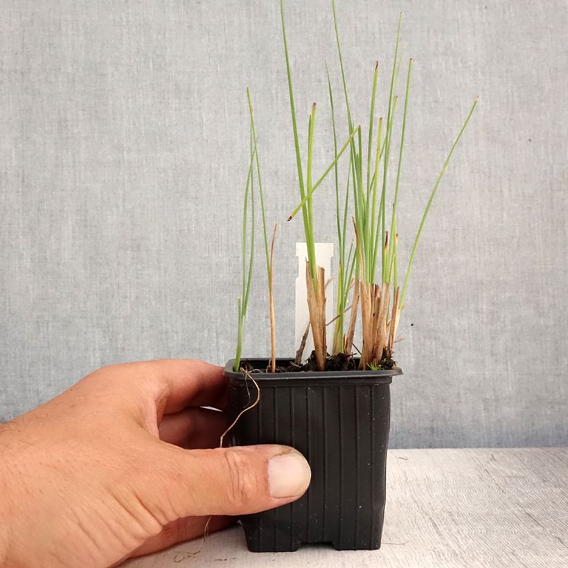 Exemplaar van Typha minima - Dwerglisdodde Kweekpotje van 8/9 cm zoals geleverd in de zomer