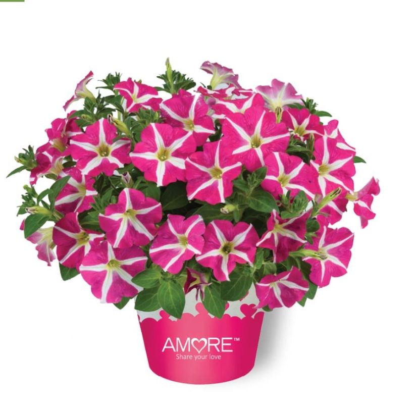 Petunia Amore Pink Hearts - Hangpetunia (Plant habit)