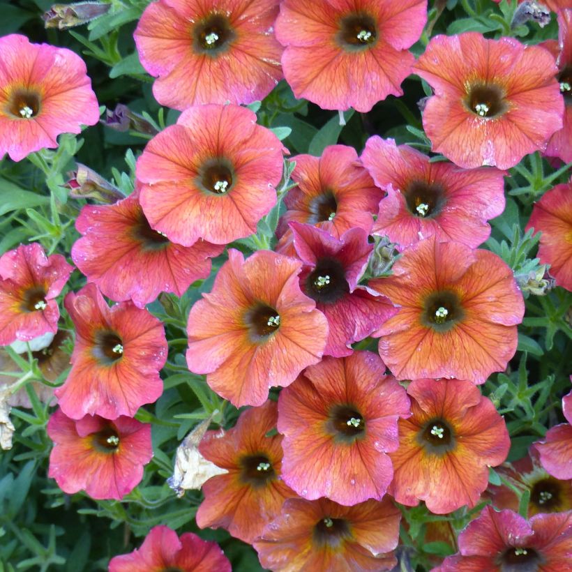 Petchoa BeautiCal Cinnamon - Calitunia (Flowering)