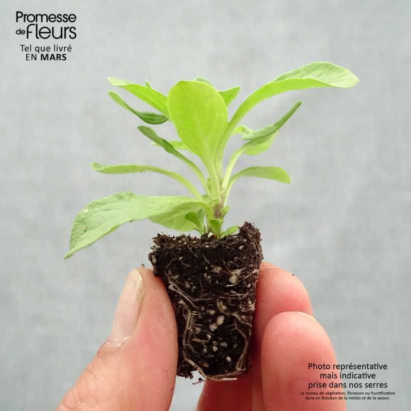 Example of Petunia BeautiCal Sunset Orange - Petchoa hybrida Mini-mot Ø 3/4 cm as you get in printemps