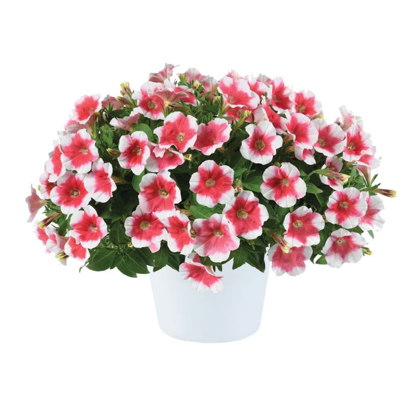 Petunia Capella Cherry Vanilla - Hangpetunia (Flowering)