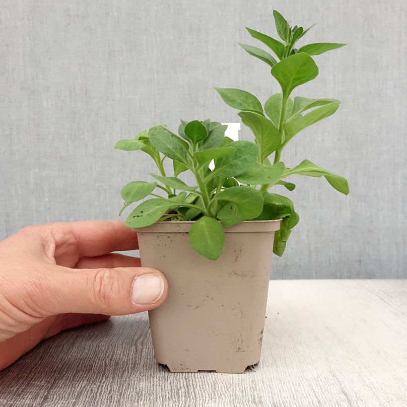 Example of Pétunia Cascadias Rim Magenta Kweekpotje van 8/9 cm as you get in printemps