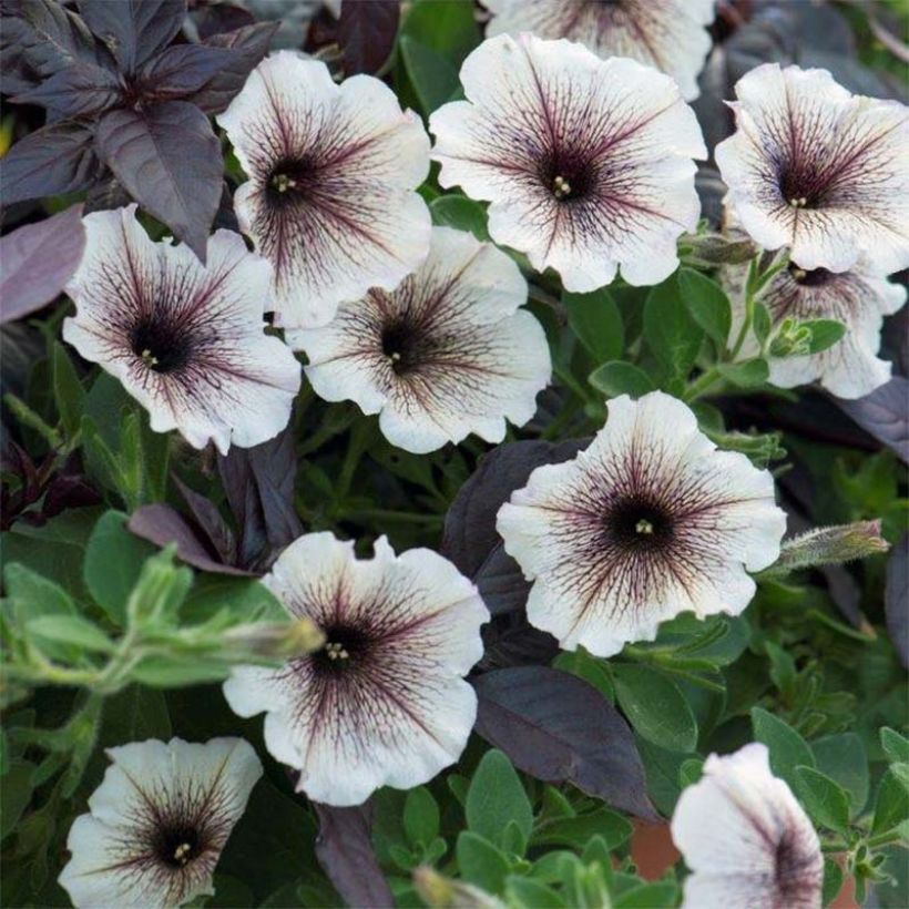 Petunia Designer Cappuccino - Hangpetunia (Flowering)