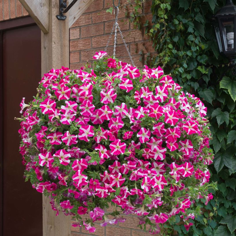 Petunia Designer Rose Star - Hangpetunia (Plant habit)