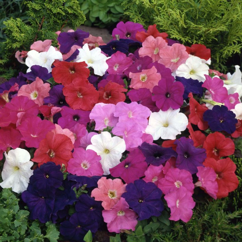 Petunia Mambo Mix - Hangpetunia (Flowering)