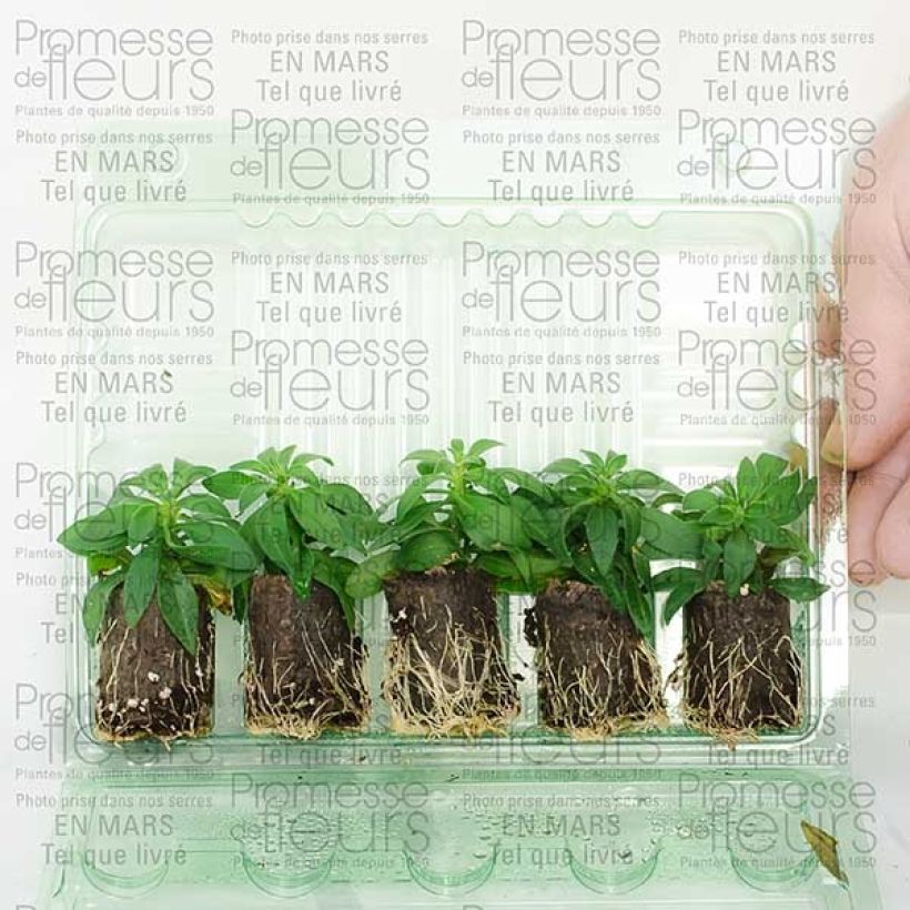 Example of Calibrachoa Million Bells Cracking fire - Mini-pétunia Mini-mot Ø 3/4 cm as you get