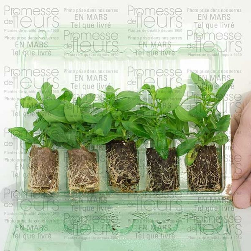 Voorbeeld van een exemplaar van Calibrachoa Million Bells Lemon - Mini petunia Mini-mot Ø 3/4 cm zoals geleverd