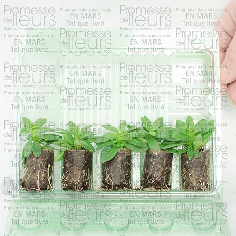 Example of Calibrachoa Million Bells Trailing Fuchsia - Mini-pétunia Mini-mot Ø 3/4 cm as you get