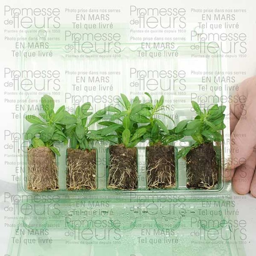 Example of Calibrachoa Million Bells Trailing Ice - Mini-pétunia Mini-mot Ø 3/4 cm as you get