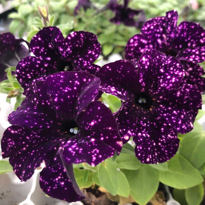 Petunia Mystery Sky - Hangpetunia (Bloei)