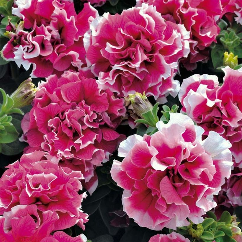 Petunia Pirouette Rose - Hangpetunia (Flowering)