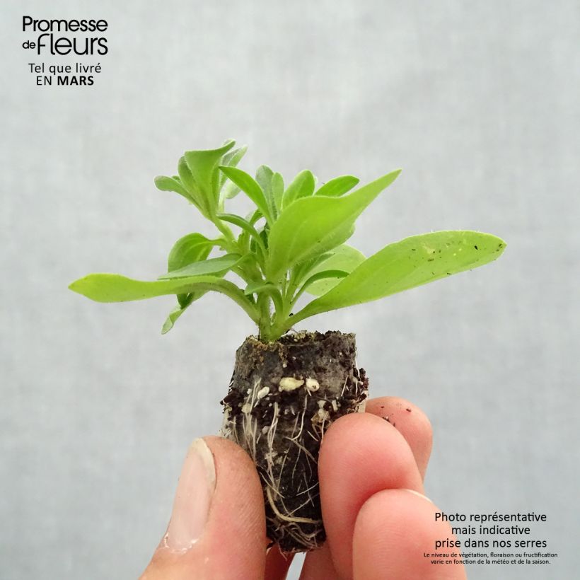 Example of Petunia Splash Dance Bolero Blue Mini-mot Ø 3/4 cm as you get in printemps