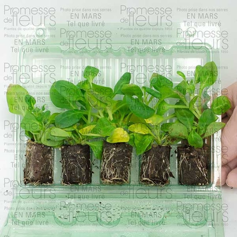 Voorbeeld van een exemplaar van Petunia Surfinia dubbel zachtroze - Hangpetunia Mini-mot Ø 3/4 cm zoals geleverd