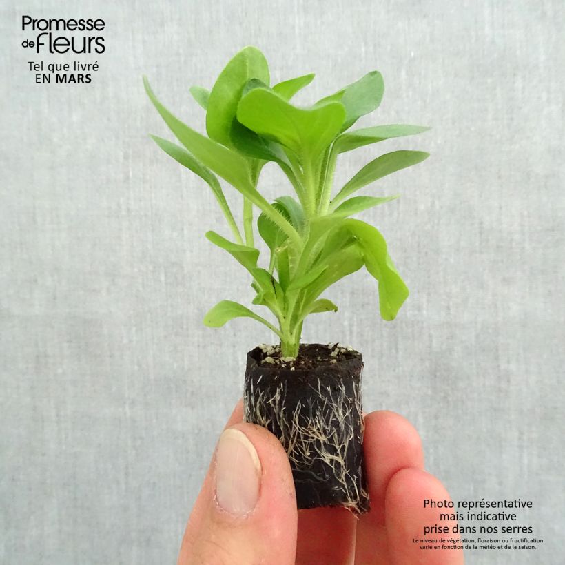 Example of Petunia Surfinia Trailing Light Yellow Mini-mot Ø 3/4 cm as you get in printemps