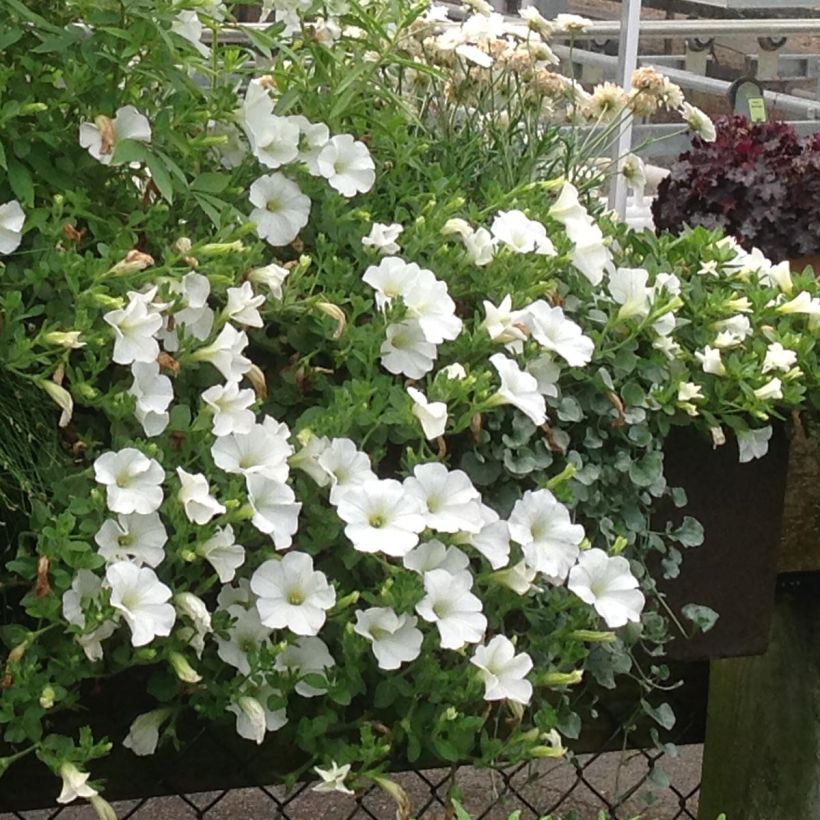 Petunia Surfinia Snow Wit - Hangpetunia (Plant habit)