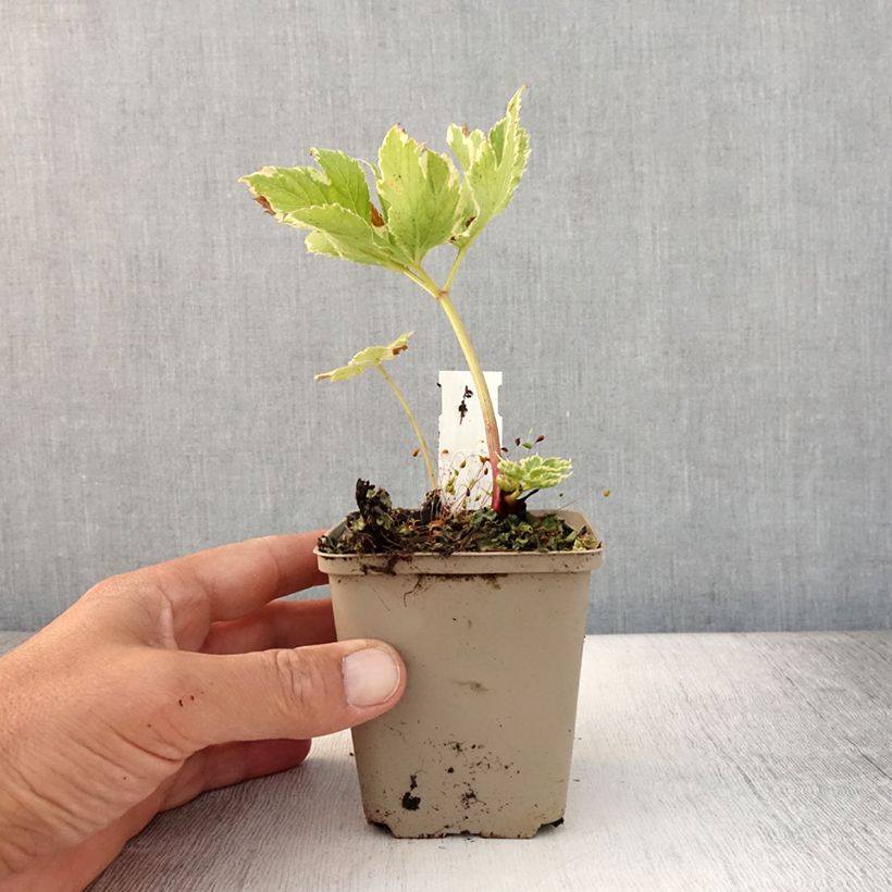 Exemplaar van Peucedanum ostruthium Daphnis - Meesterwortel Kweekpotje van 8/9 cm zoals geleverd in de zomer
