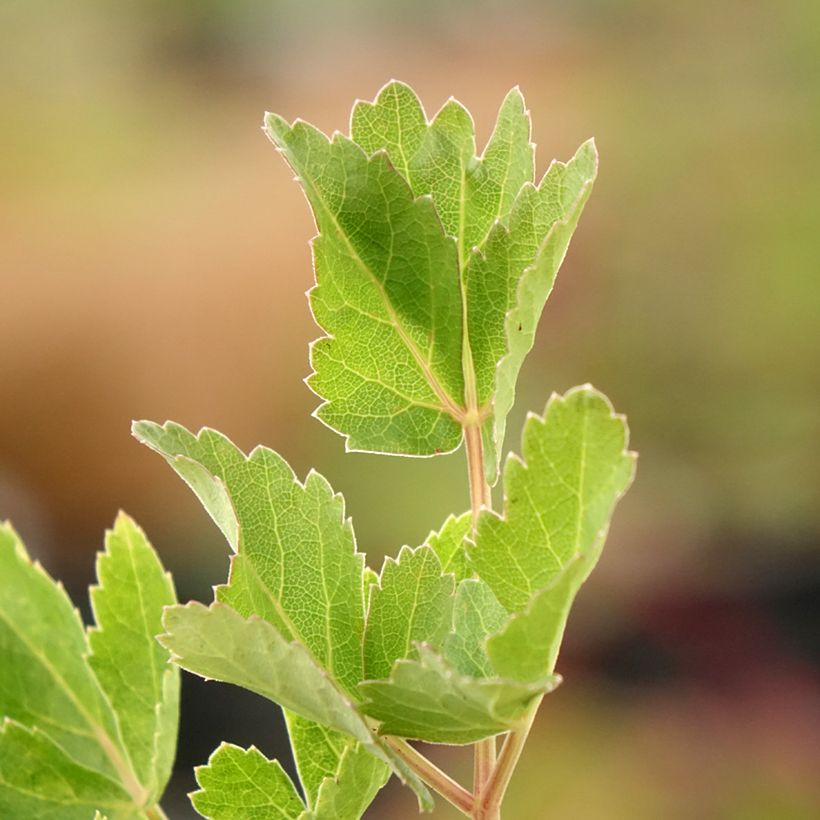 Peucedanum verticillare - Varkenskervel (Blad)