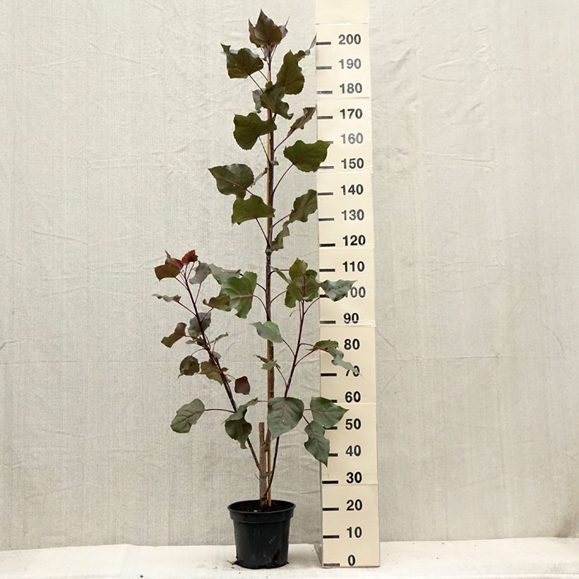 Exemplaar van Populus deltoides Fuego - Amerikaanse populier Pot van 7,5 l/10 l zoals geleverd in de zomer