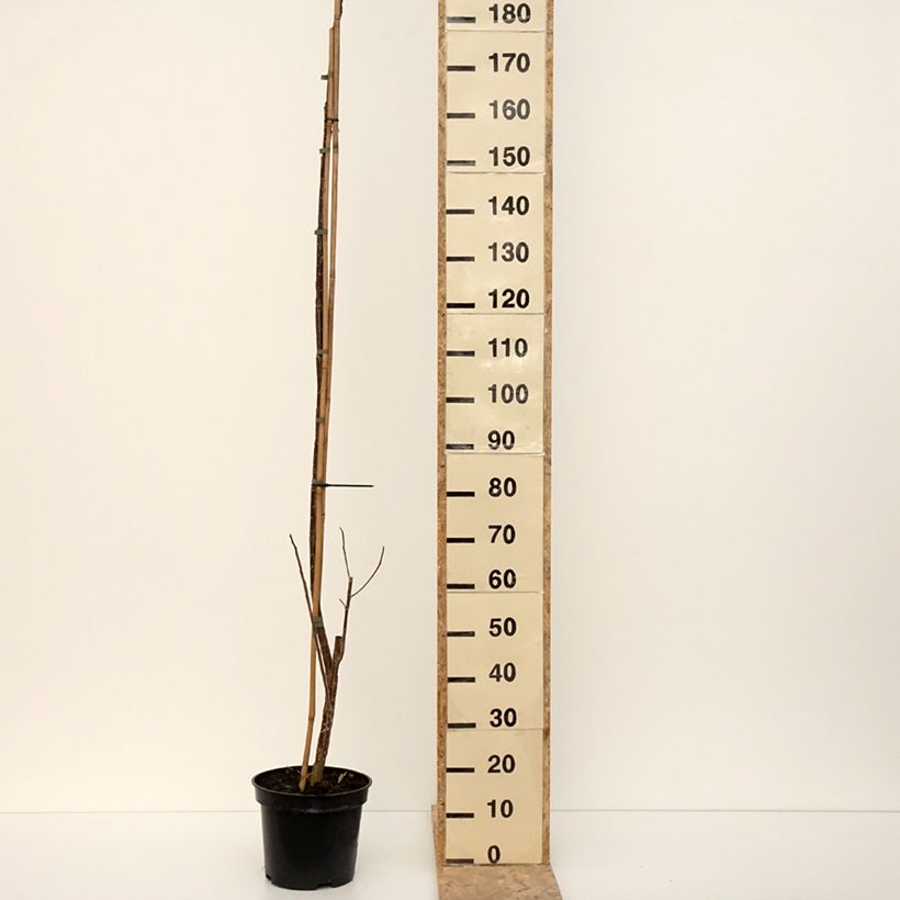 Example of Peuplier Fuego - Populus deltoides Fuego Pot van 7,5 l/10 l as you get in hiver