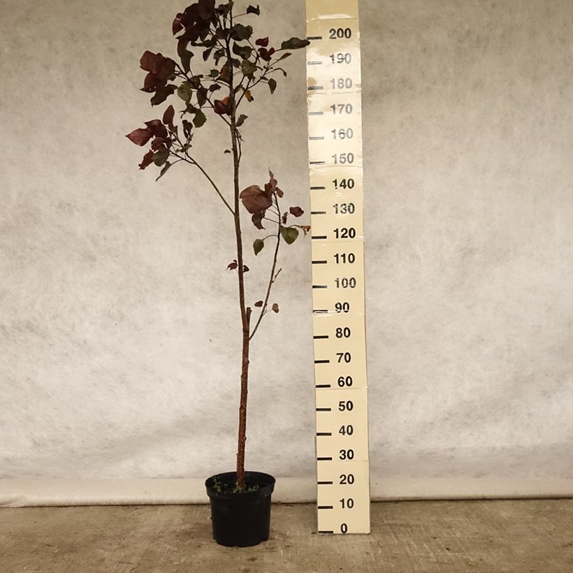 Exemplaar van Populus deltoides Purple Tower - Amerikaanse populier Pot van 4 l/5 l zoals geleverd in de zomer