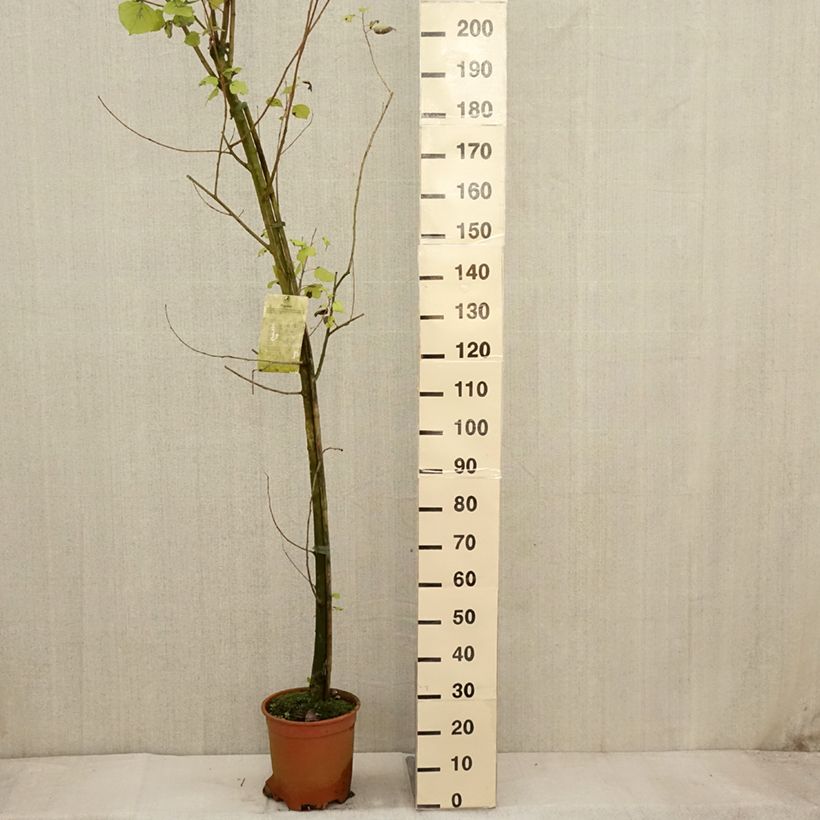 Exemplaar van Peuplier Robusta - Populus euramericana (canadensis) Pot de 7,5L/10L zoals geleverd in de herfst